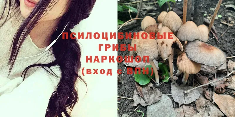 Галлюциногенные грибы Psilocybine cubensis  как найти наркотики  OMG ссылка  Осташков 